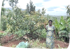 Innover avec les paysans rwandais : conservons les légumes !