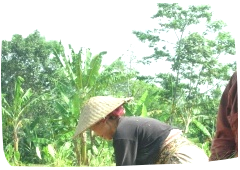 L'agroécologie, un nouvel horizon pour les paysans indonésiens